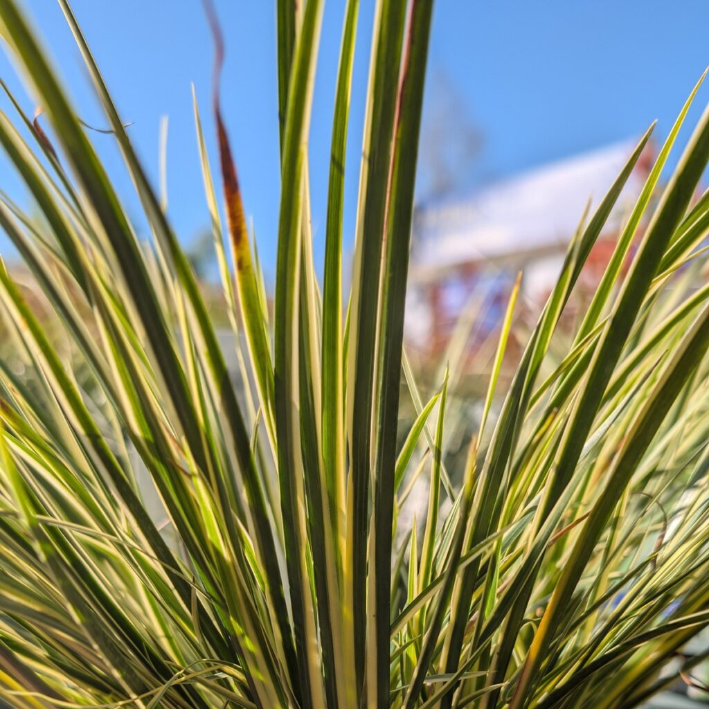 Acorus gramineus ‘Argenteostriatus’ 2L 5023242392950 2